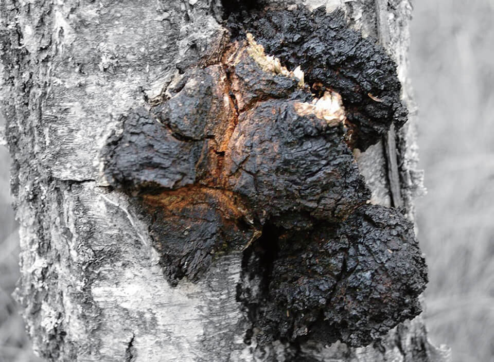 Chaga Mushroom with Birch tree How it grow and benefit, side effects